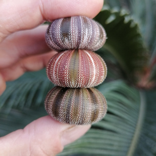 天然海螺贝壳稀有高腰海胆壳 创意家居收藏摆件惊喜礼物海胆灯罩