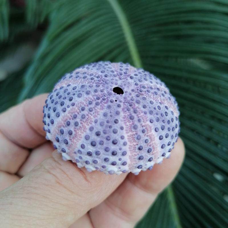 稀有天然紫色海胆壳红长海胆创意礼物家居收藏橱窗墙贴挂饰摆件,家居饰品,海螺/贝壳/珊瑚,淘宝优惠券,粉丝福利购,淘宝优惠卷