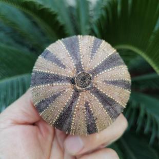 纯天然原生态白棘三列海胆壳海洋生物收藏标本摆件水族鱼缸造景