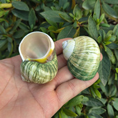 天然海螺贝壳牛油果猫眼螺寄居蟹替换螺壳创意水族鱼缸造景装 饰