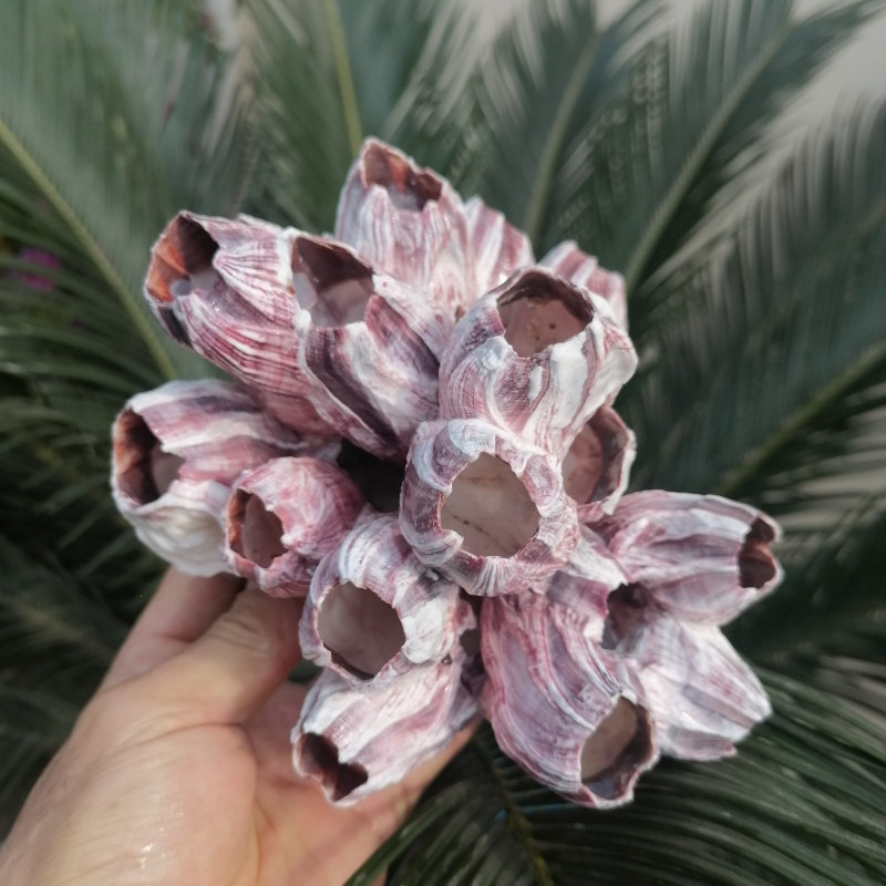 天然海螺贝壳藤壶马牙子海石花 水族鱼缸造景装饰卷贝鱼三湖鱼窝,家居饰品,海螺/贝壳/珊瑚,淘宝优惠券,粉丝福利购,淘宝优惠卷