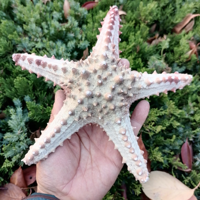 超大帝王海星标本海洋生物标本