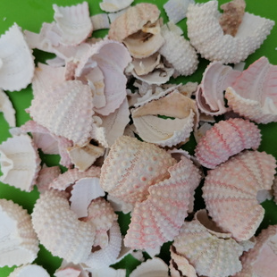 天然海螺贝壳海胆壳碎片 水族鱼缸造景装饰diy手工配件