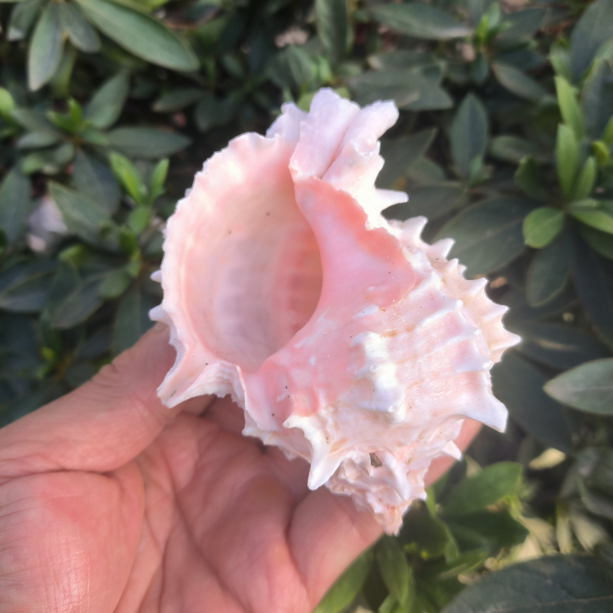 听海风天然海螺贝壳粉红骨螺鱼缸造景多肉花盆卷贝鱼寄居蟹替换壳,家居饰品,海螺/贝壳/珊瑚,淘宝优惠券,粉丝福利购,淘宝优惠卷