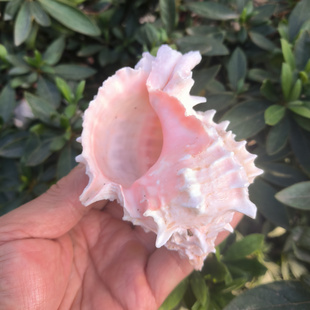 听海风天然海螺贝壳粉红骨螺鱼缸造景多肉花盆卷贝鱼寄居蟹替换壳