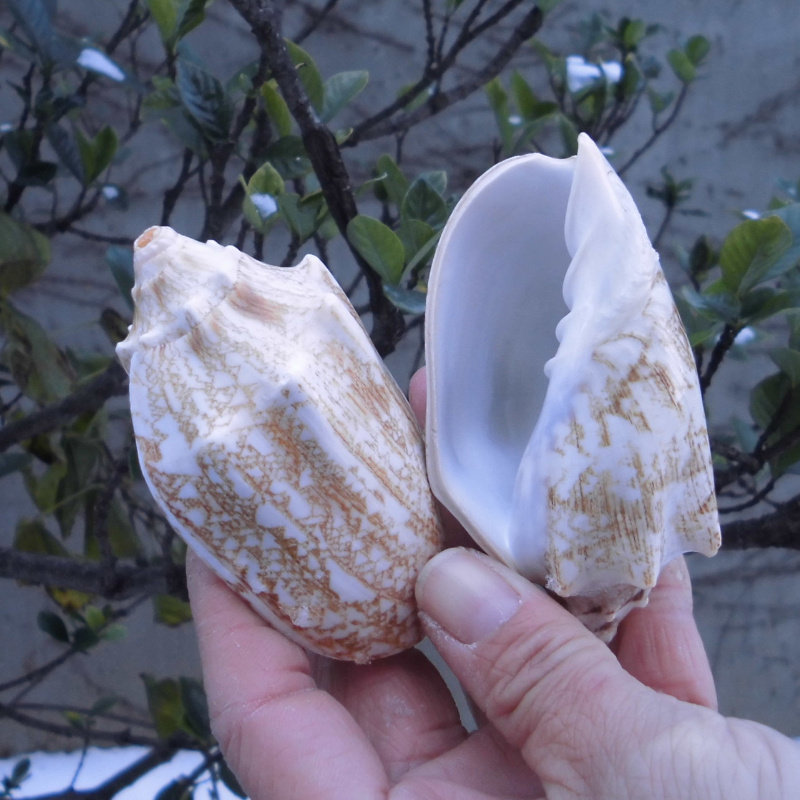 天然海螺贝壳 花纹帝王螺 水族鱼缸造景装饰 地台墙贴 创意礼物