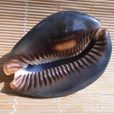 天然大海螺贝壳龟甲手把件婚庆