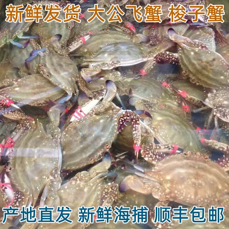 公飞蟹活的发货保鲜不保活丹东东梭子蟹