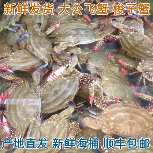 公飞蟹活的发货保鲜不保活丹东东港特产大母飞蟹 螃蟹梭子蟹野生