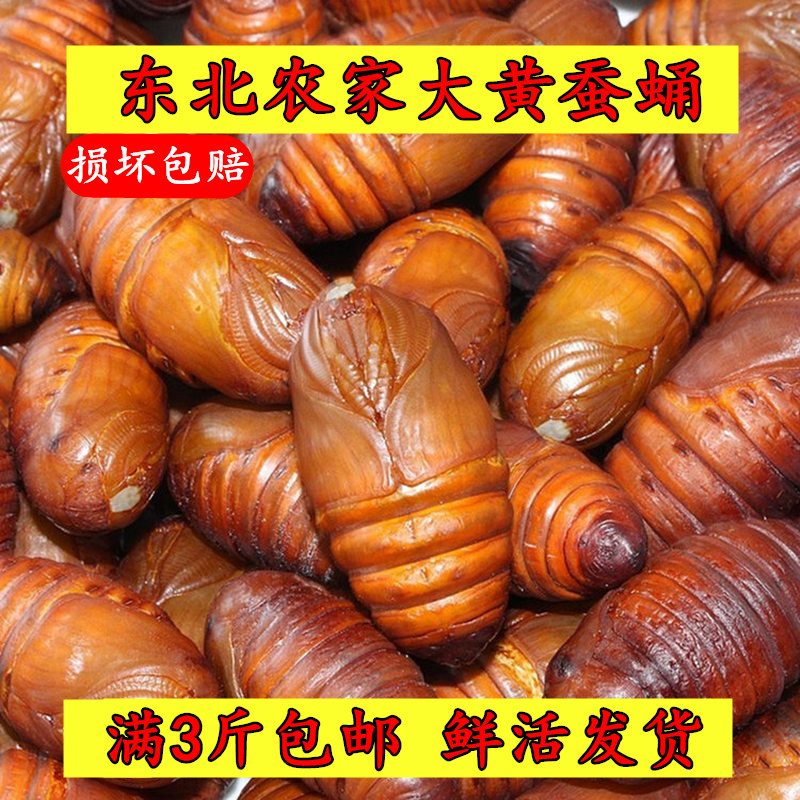活蛹东北野生大黄蚕蛹 黄蛹 蚕蛹 茧蛹 大黄蛹 蝉蛹 活蛹3斤包邮