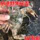 海鲜水产食用野生鲜活花盖蟹海鲜水产活花盖蟹活赤甲红蟹 包邮 鲜活