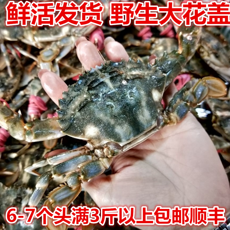 鲜活丹东东港特产发货6-7花盖蟹