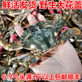 丹东东港特产野生鲜活花盖蟹赤甲红鲜活发货公母花盖蟹一斤6 7个