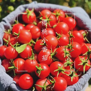 攀枝花米易露天种植自然熟樱桃小番茄千禧果圣女果生吃新鲜西红柿