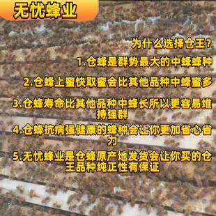 促销蜜蜂王种王湖南仓王纯种阿坝王双色王中蜂蜂王中蜂王活体包邮