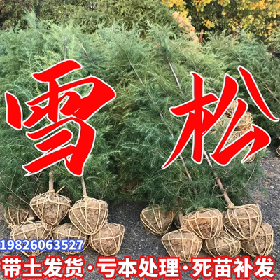 雪松树苗松树小苗四季常青行道树