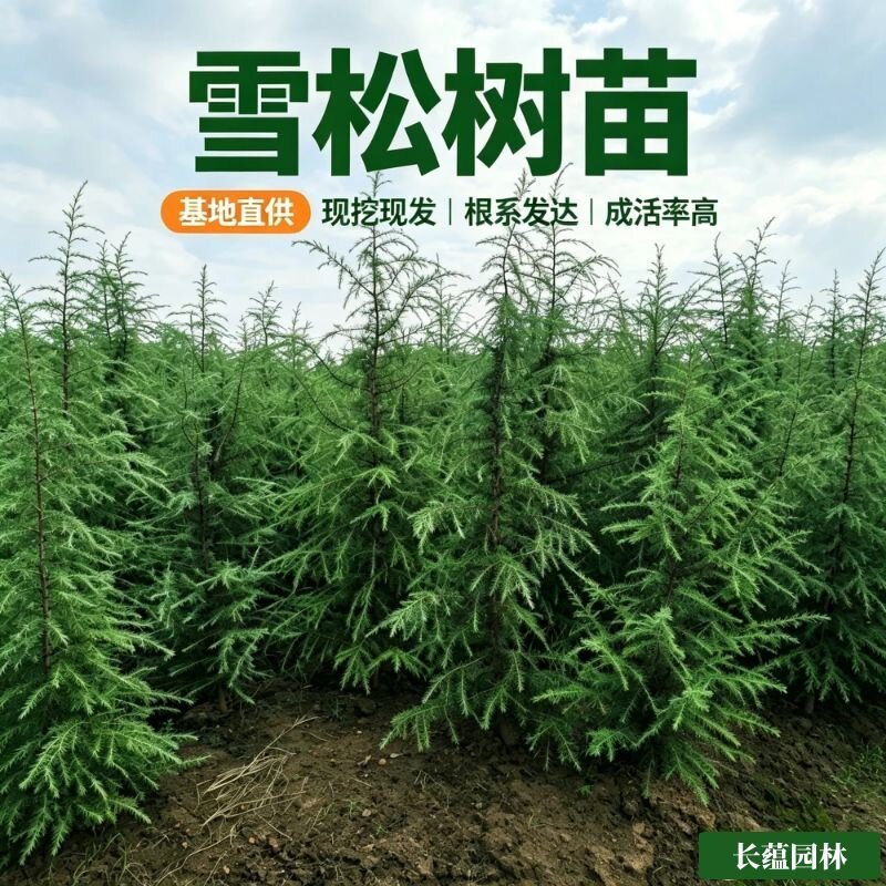 雪松树苗松树小苗四季常青耐寒宝