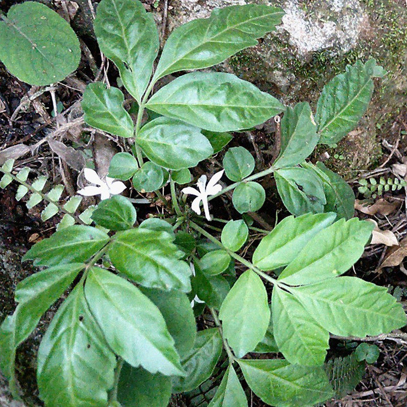 贵州新鲜矮陀陀千年矮白花矮陀陀金丝矮陀陀楝科地黄连500g包邮
