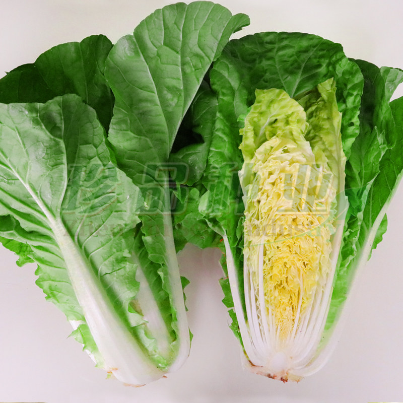 四季快菜籽阳台易种蔬菜种子大全图片