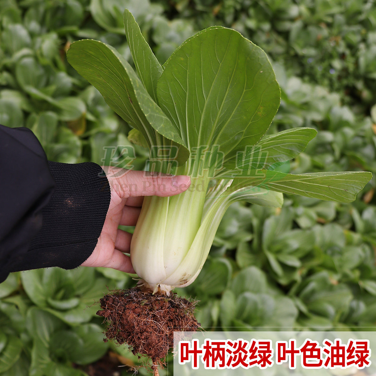 青梗菜种子油菜种籽菜籽种大全四季阳台盆栽易种秀丽一号青菜种孑