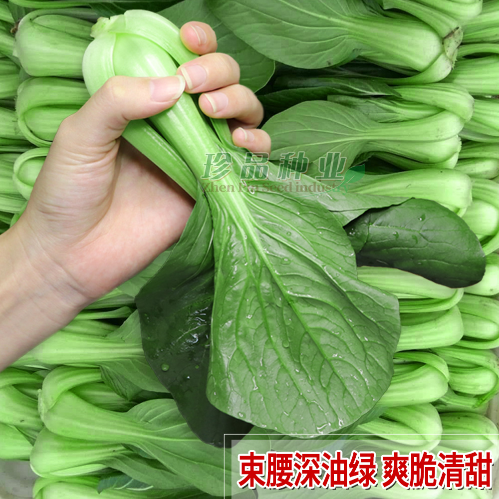 青梗菜种子鸡毛菜种籽小油菜籽青菜籽种大全四季珍美一号蔬菜种孑