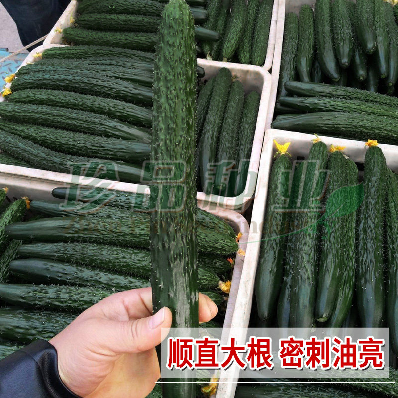 黄瓜种子黑油亮秋季阳台青菜种籽