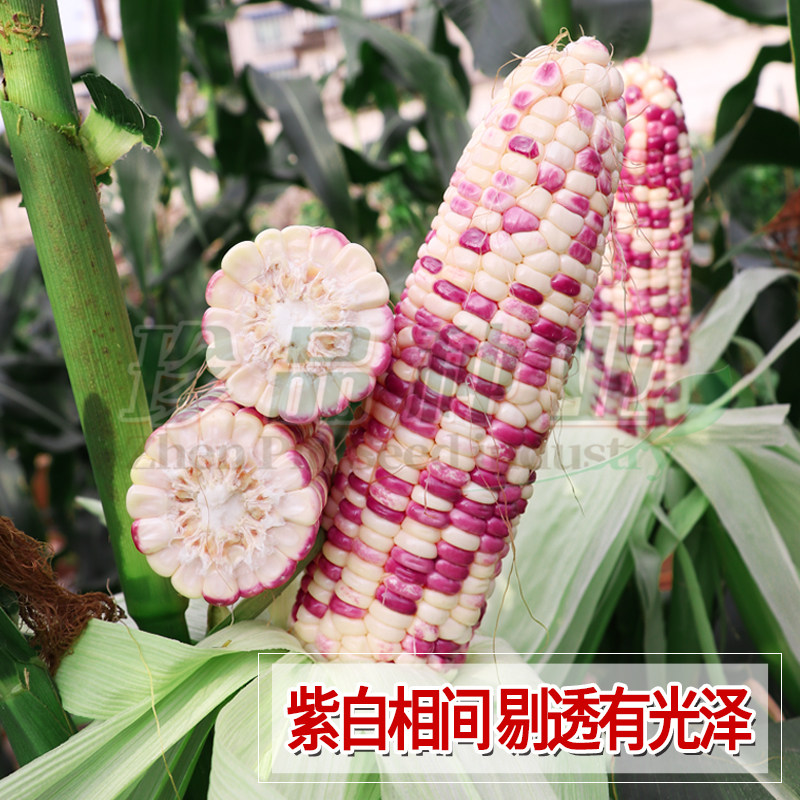 糯玉米种子四季紫花大棒玉米种孑
