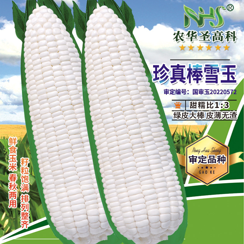 白甜糯玉米种子粘玉米种籽非转基因大棒高产珍真棒雪玉黏苞米种孑