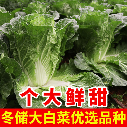 黄心大白菜种子冬储白菜种籽大全