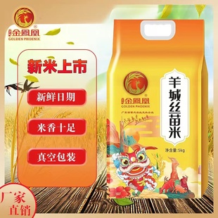 广东新米金凤凰丝苗米5kg家用大米10斤长粒米煲仔饭炒饭香软爽口