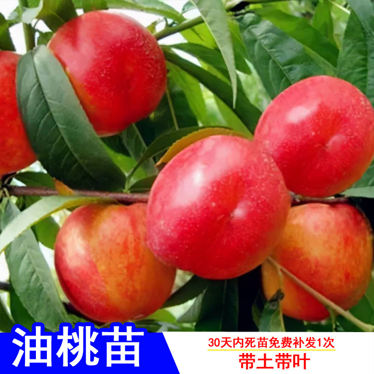 油桃树苗苗珍珠枣白肉黄肉黄金中油13号518嫁接桃子树苗当年结果