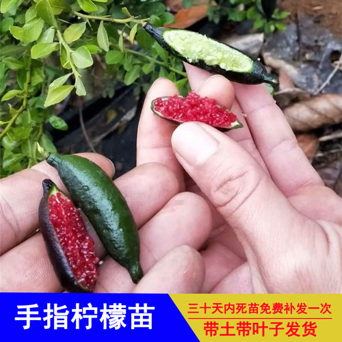 手指柠檬苗四季结果嫁接血柠果苗