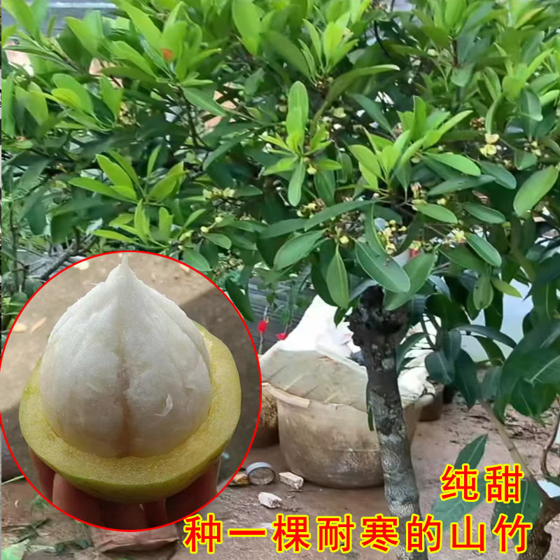 小叶山竹嫁接苗大果纯甜耐寒黄晶山竹岭南盆栽地栽带土叶当年结果图片