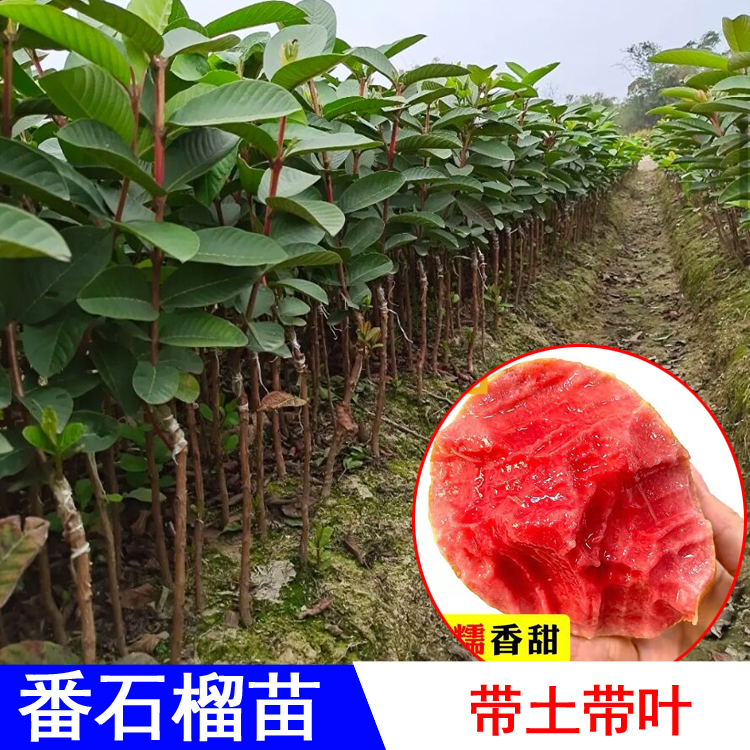 番石榴苗嫁接苗红心白心苗四季