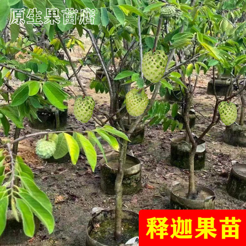 释迦果苗台湾四季四季结果