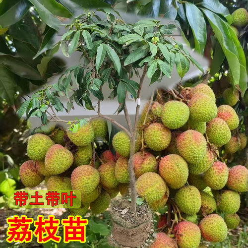 仙桃荔枝苗嫁接桂味无核荔枝苗