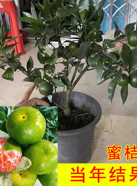 早熟蜜桔嫁接苗青皮橘子当年结果