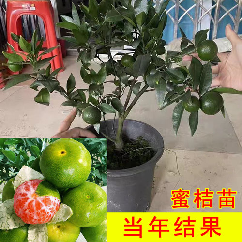 早熟蜜桔嫁接苗青皮橘子当年结果