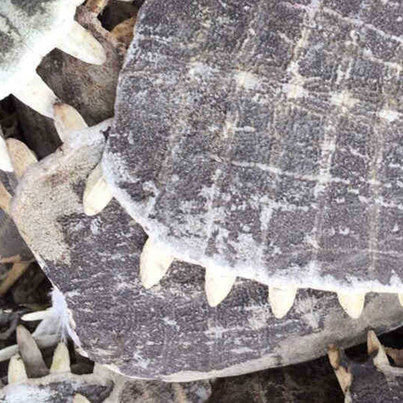 鳖甲 团鱼壳 生鳖甲甲鱼壳上甲鳖壳500克 包邮农产品初加工