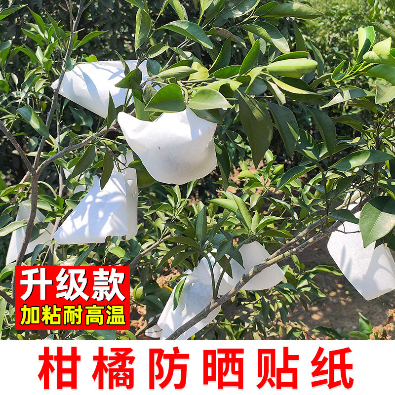 柑橘防太阳果贴纸橘子防日灼果水果防晒贴纸防止晒伤耙耙柑红美人