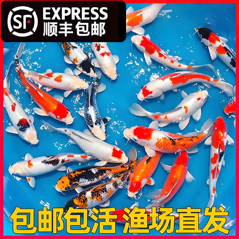 观赏鱼锦鲤鱼冷水鱼淡水金鱼好养耐活纯种红白三色活体精品鱼苗