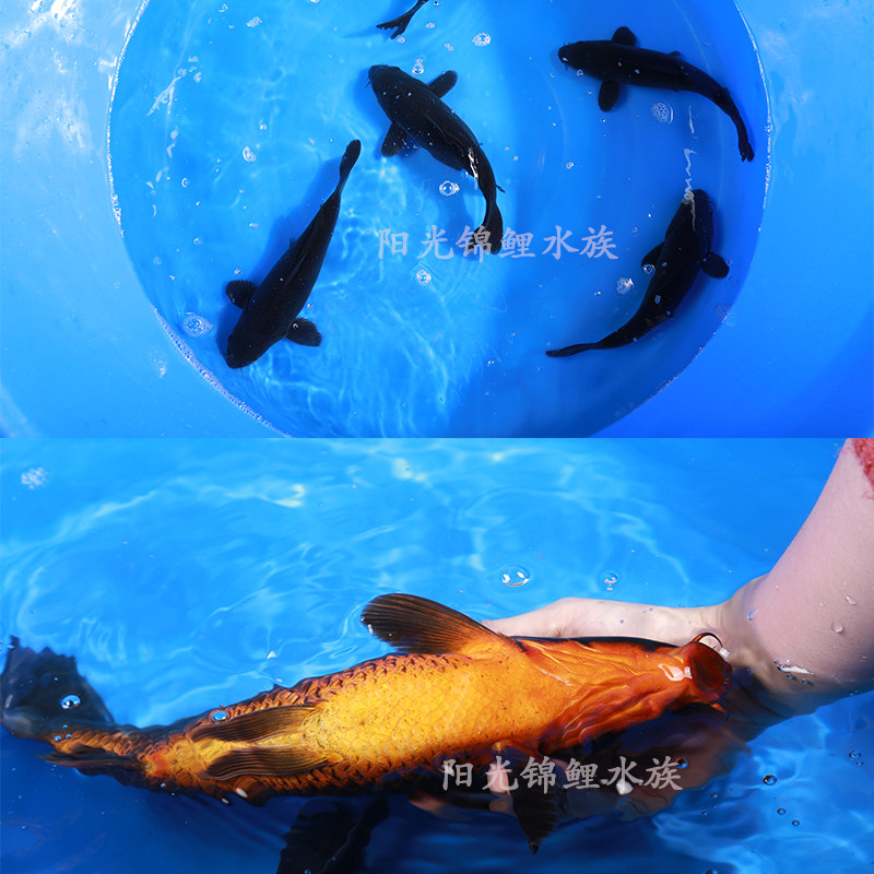 黑金锦鲤鱼风水镇宅黑色金鱼活鱼易活纯种龙凤乌金冷水观赏鱼包邮,宠物/宠物食品及用品,鱼,淘宝优惠券,粉丝福利购,淘宝优惠卷