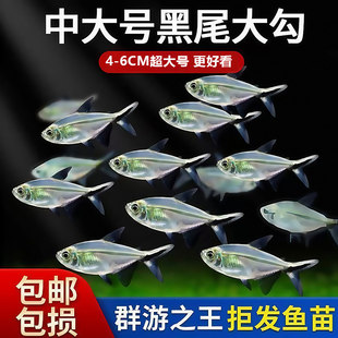 热带观赏鱼好养耐活冷水淡水金鱼活鱼黑尾大勾鱼鱼缸群游小型鱼苗