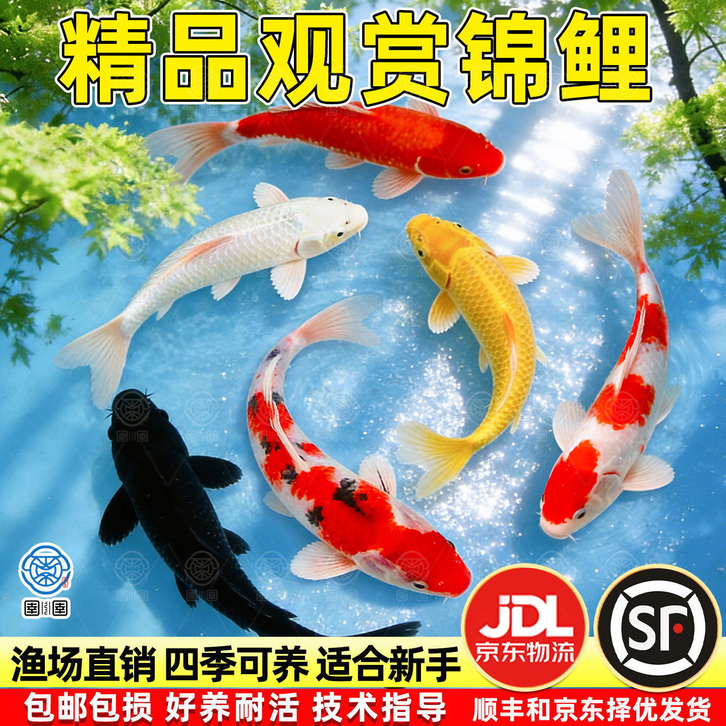 锦鲤活鱼观赏鱼冷水鱼淡水小金鱼活体鱼好养耐活精品红白三色鱼苗