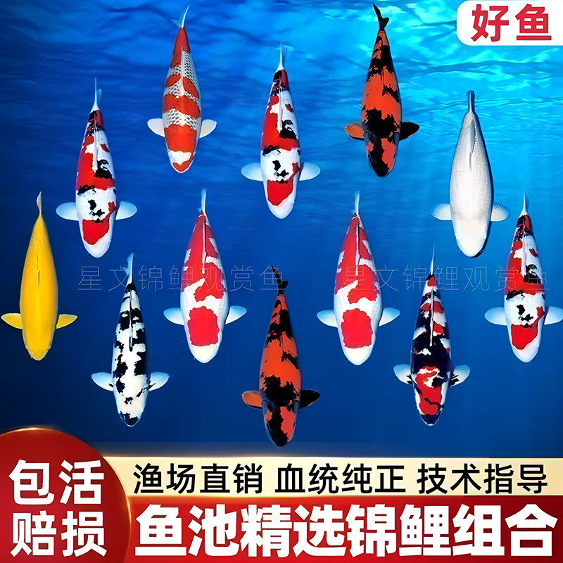 锦鲤鱼观赏鱼活体鱼纯种红白黄金冷水鱼淡水金鱼大鱼好养耐活鱼苗
