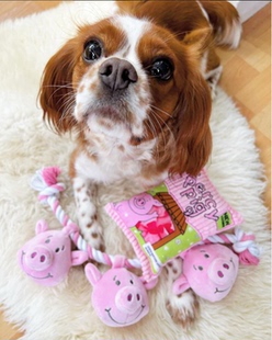 英国M&S旗下Percy pig宠物狗狗发声玩具响纸+BB叫中小型犬玩具