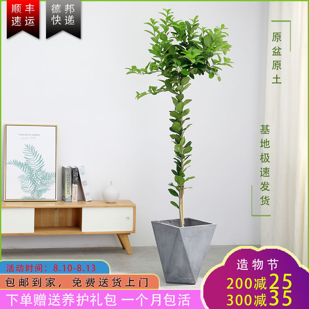 Chris lemon Perfume Lemon Potted plant bonsai edible Fruit tree Botany Lollipop Northern Europe decorate Green plantin the Flower delivery/Flowers simulation/Plants gardening , Flowers/Potted plants (New) , Large plants/Potted finished composition  category - from Buy2taobao.com to provide professional Taobao agent buy service