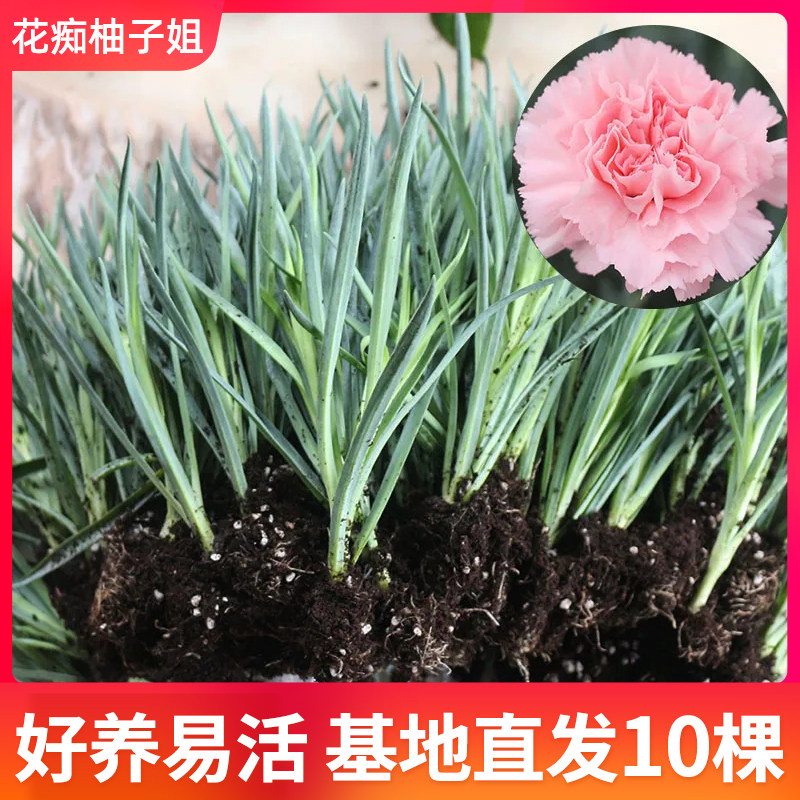 云南直发10颗康乃馨花苗