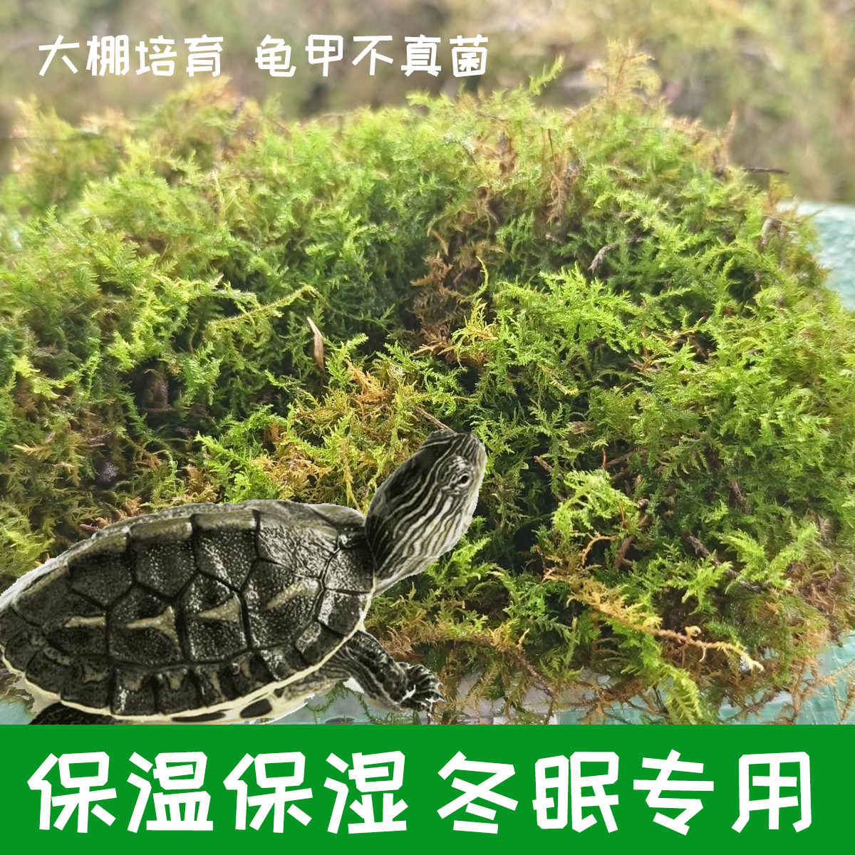 水苔干苔藓植物爬宠乌龟冬眠垫材兰花蝴蝶兰铁皮石斛种植营养土