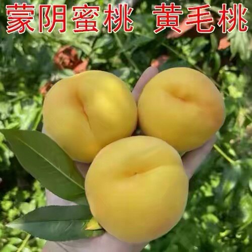 蒙阴黄桃 脆甜放不软 越放越甜 12-16个 糖度有高有低